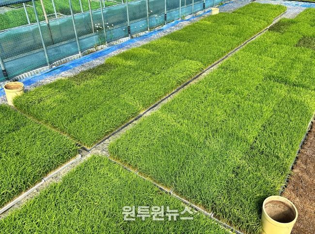 충북농기원, 벼농사 첫걸음 _볍씨 소독_ 당부(못자리 육묘관리)