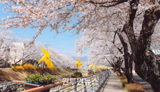 지난해 금산천 봄꽃