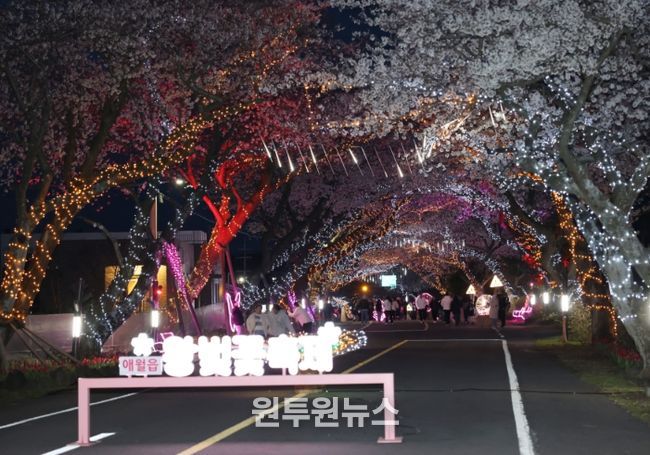 애월읍 왕벚꽃 축제