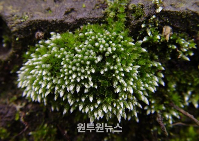 토양 복원 효과가 있는 은이끼