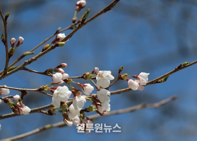 물향기수목원 왕벚나무 전경