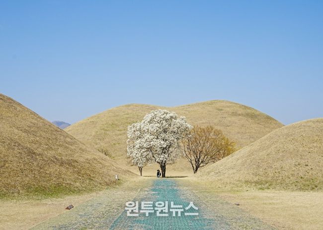 대릉원 목련포토존
