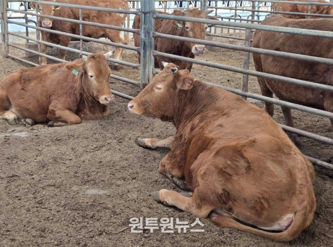 “소 한 마리에 2,500만 원” 담양군 종축개량 정책