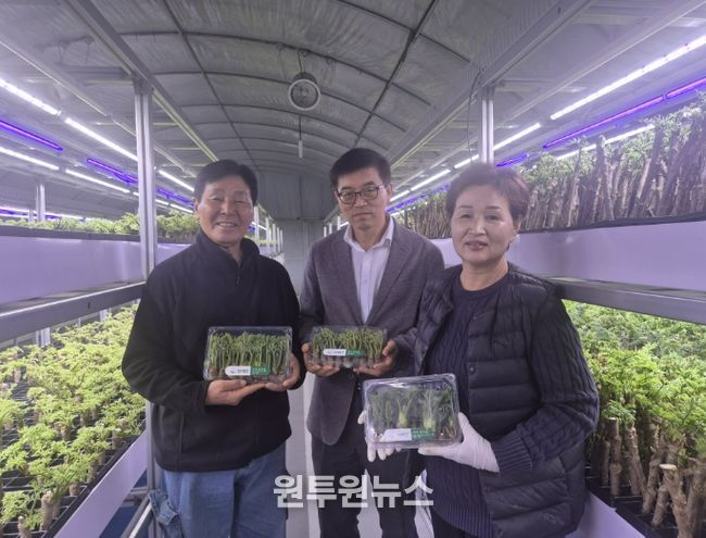 충주시, 두릅 수직 다단재배 기술 시범사업 추진