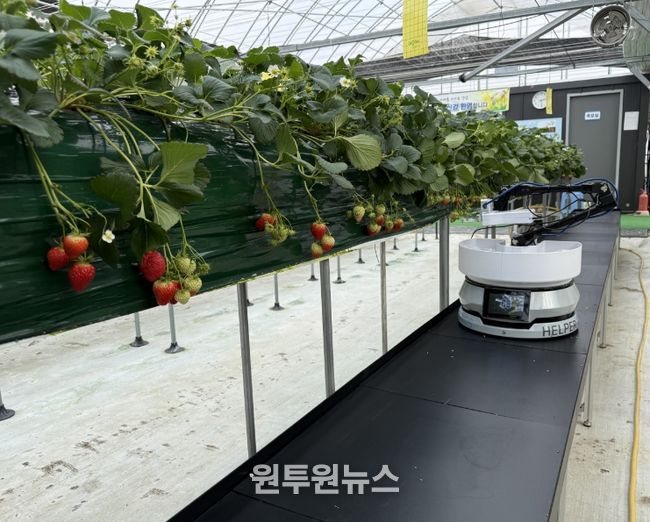 딸기수확로봇