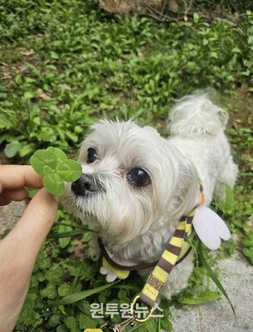 성남시, 반려동물 의료서비스 지원사업 확대