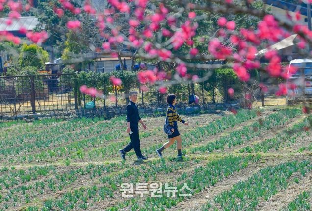 구항 내현마을 수선화축제 성황리 개최