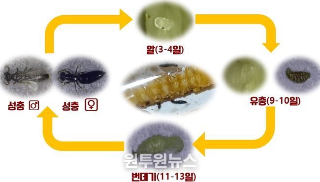 하늘소 유충 천적 ‘개미침벌’ 대량 사육 길 열렸다