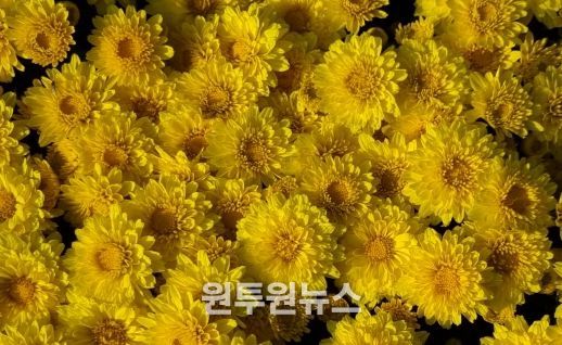 국산 화단국 ‘옐로빈’ 보급 확대