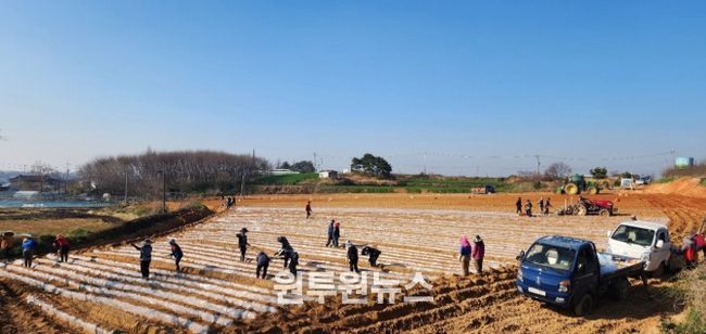 정읍시, 신품종 고구마 ‘호풍미’ 첫 정식