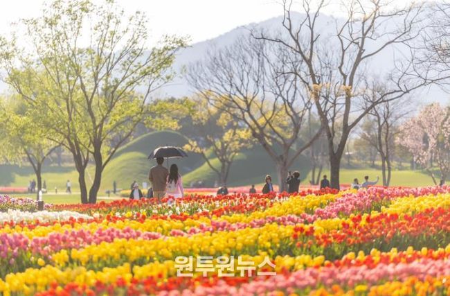 형형색색의 튤립이 물결치는 순천만국가정원 노을정원