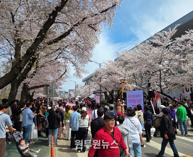 2026 안동 벚꽃축제, 체류형 관광 성과 확인