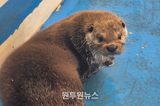 우치동물원 수달입식