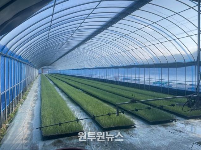 김천시, 기후 위기 뚫은 ‘스마트 공정 육묘’ 양파 생육 격차로 증명
