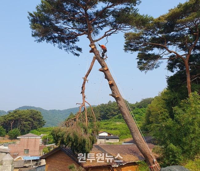 산청군 재해예방 벌채사업 모습
