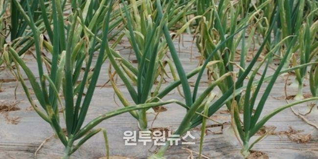 영광군, 양파 노균병 확산 예방 총력 대응