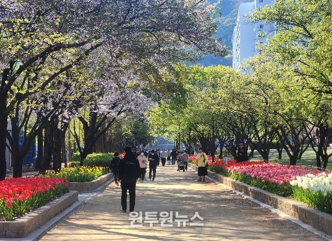 연지공원·대청·율하천은 지금 튤립 세상