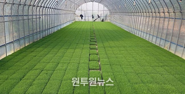정읍시, 벼 안전육묘를 위한 발아율 사전 확인 당부