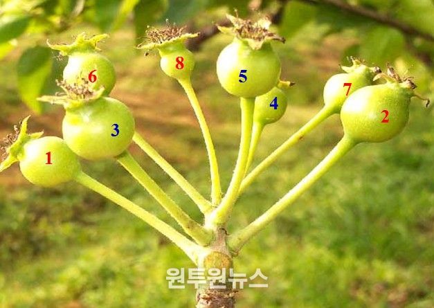배 과총