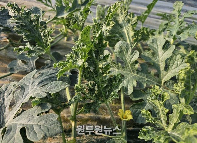 수박 피해사례