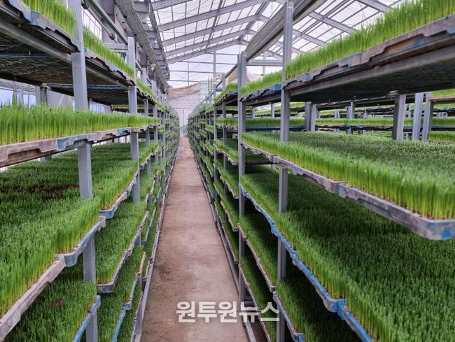 벼 육묘 사진