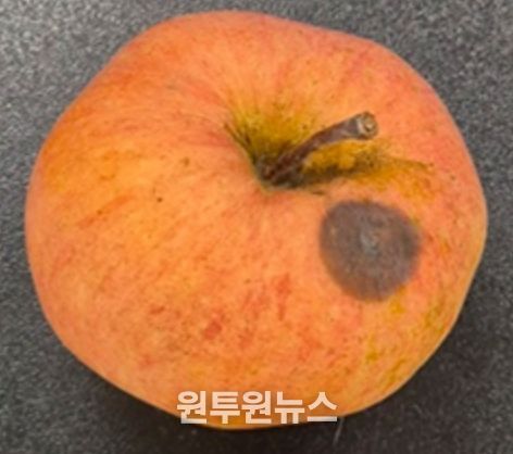 사과 탄저병