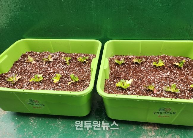 동작구 분양 ‘상자텃밭’