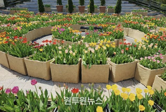 광장에 피어난 봄…포천체육공원 분수광장에 미로형 튤립화단 조성
