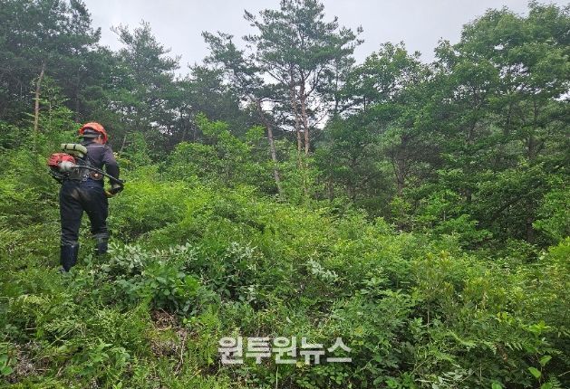 산림가치 증진 위한 어린나무가꾸기 사업’