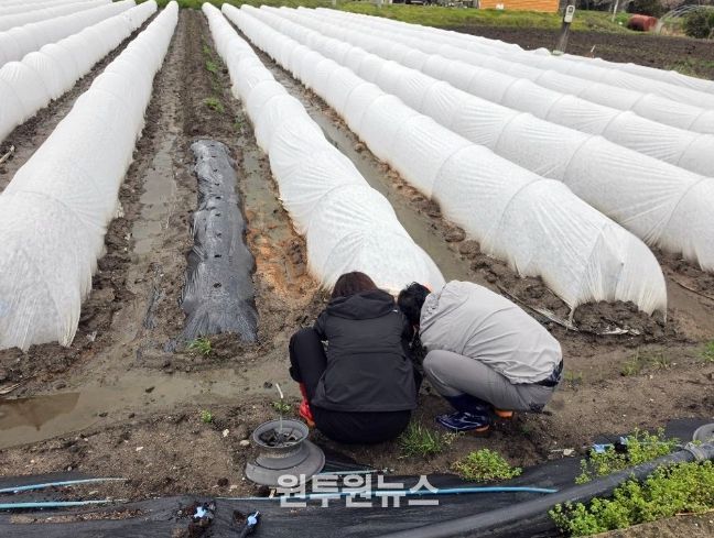 고추 조기 정식 농가에 저온 피해 예방 당부