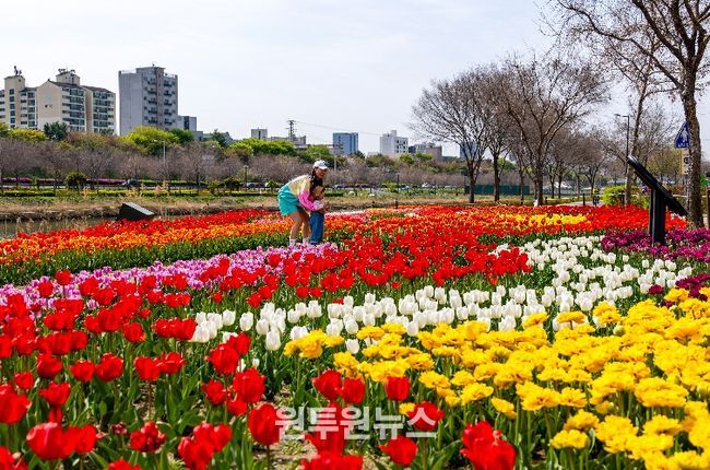 동대문구, 중랑천 사계정원에 튤립 활짝…봄 산책길 물들였다