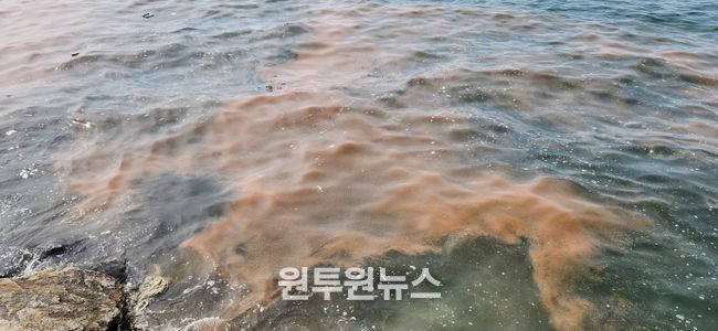 안산 시화나래휴게소 인근 야광충 집적 현황