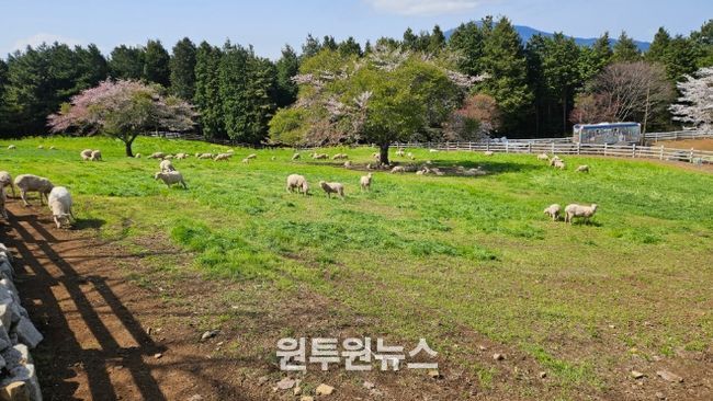 방목생태축산농장(상상양떼)