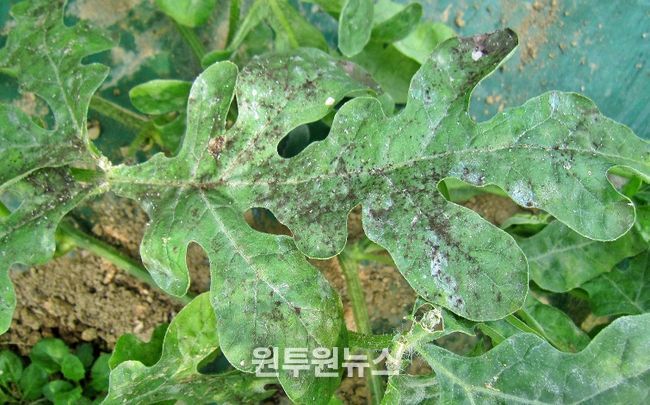 충북농기원, 시설수박 목화진딧물 예찰·적기 방제 당부(목화진닷물 그을음 피해 증상)