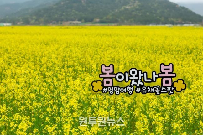 유채꽃 만개