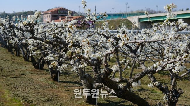 영동 과일나라테마공원, 백년 배꽃 ‘절정’