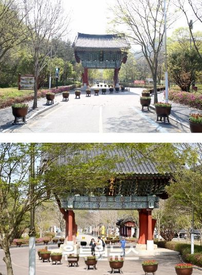 버베나, 불갑사 일주문이 꽃길