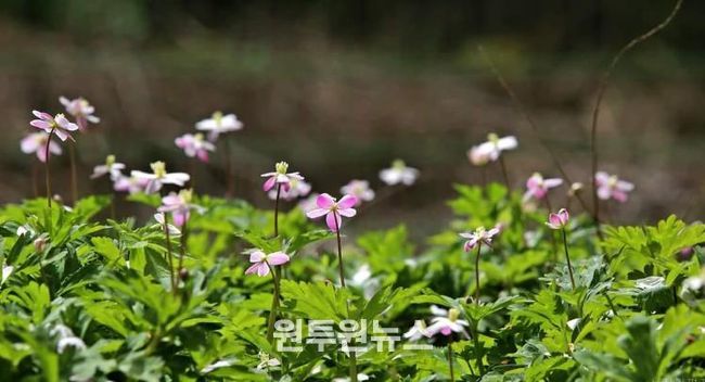 구례 남바람꽃 개화, 올해도 성황리 마무리